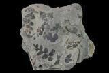 Pennsylvanian Fossil Fern (Sphenopteris) Plate - Kentucky #143712-1